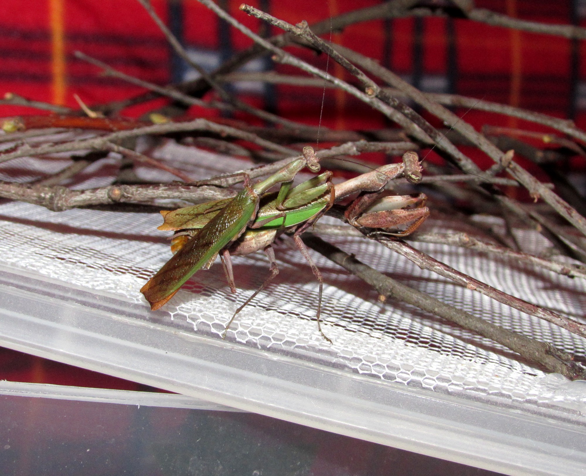 Acromantis japonica - pářící se pár