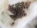 Úspěšný odchov druhu avicularia minatrix
