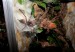 Páření druhu avicularia minatrix