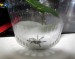 Upravený 100ml kelímek pro mladé pavoučky rodu avicularia,caribena a ybaropora v 1.a 2. svleku 
